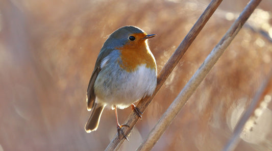 How important is it to feed garden birds in Winter?
