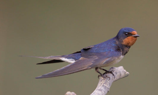 Spring Comes, Swallows Return