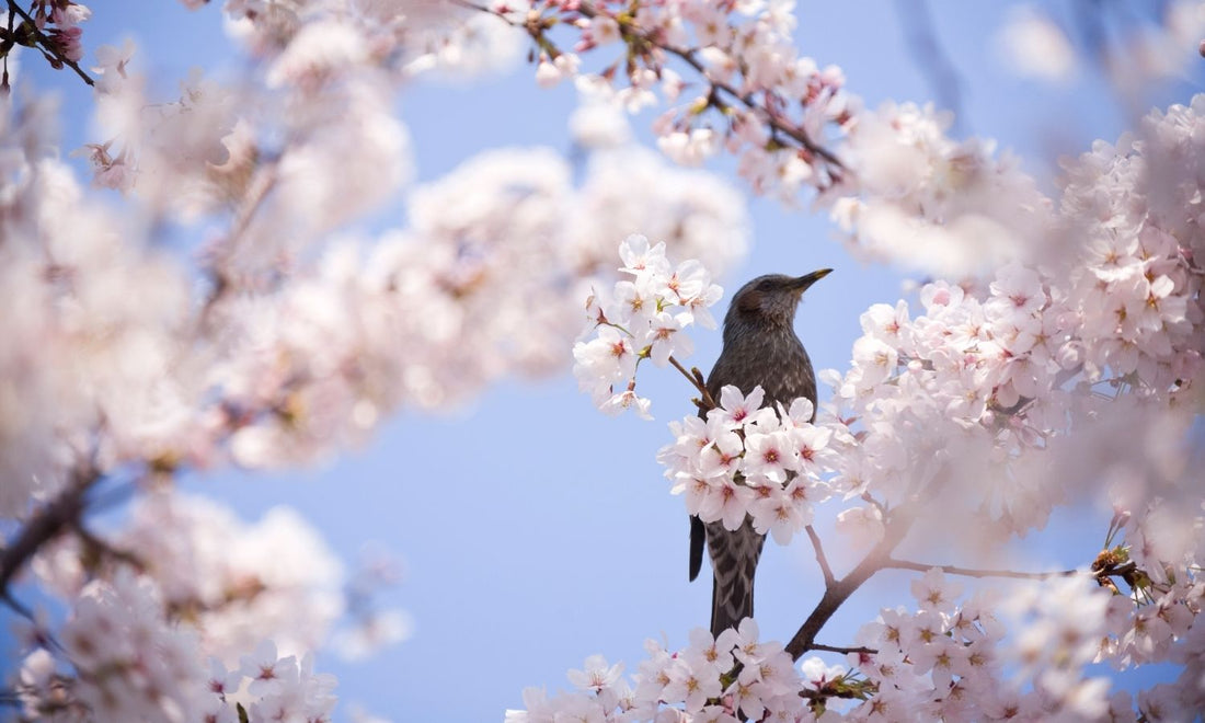 Bird feeding in blossom adorned tree